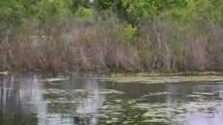 The Sound Of An Alligator