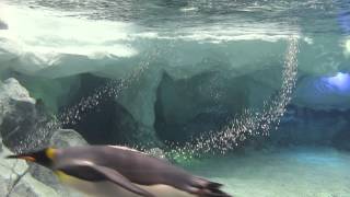 Pingouins qui nagent