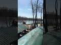 Величезний шмат верби!!!