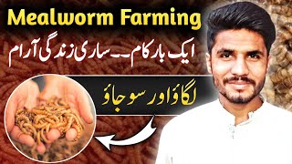 Mealworm Farming Pakistan | Mealworm Farming | Mealworms