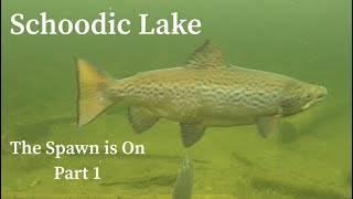 Underwater Drone Footage Schoodic Lake The Spawn is On Part 1