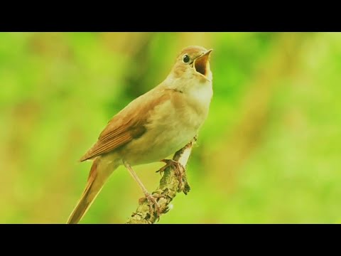 Video: Burung mana yang Nightingale?