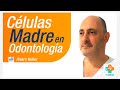 Células Madre En Odontología | Tu Salud Guía