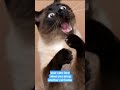 #Cats #Funny