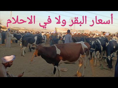 البقر الوالد والعشر ببلاش بسوق السبت اليوم ٢٥ ١٠ ٢٠٢٥م