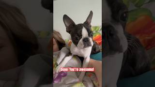 Our morning routine🌞#puppy #comedy #viral #funny #bostonterrier #shorts