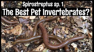 Spirostreptus sp. 1 Millipedes: The Best Pet Invertebrates ?