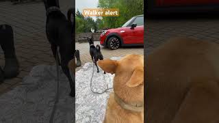 Walker alert, , Carolina dog , Taiwan dog, Sunny the dog, American dingo , 台灣犬