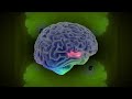 Can Psychedelics Cure? | Trailer