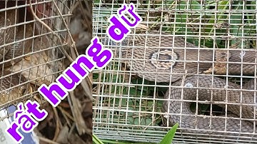 Bẩy rắn, luồng bẩy 15 cái dính kết quả không thể tin được và con hổ sáp vàng cực độc,hung dữ