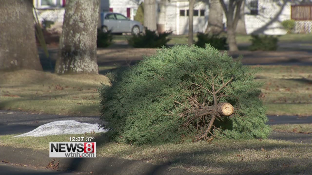 How To Dispose Of Your Christmas Tree