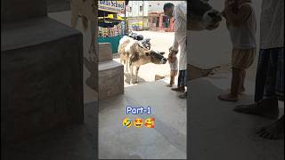 feeding cow 🤩🤣#animallover  #trending #viralvideo #ytshorts