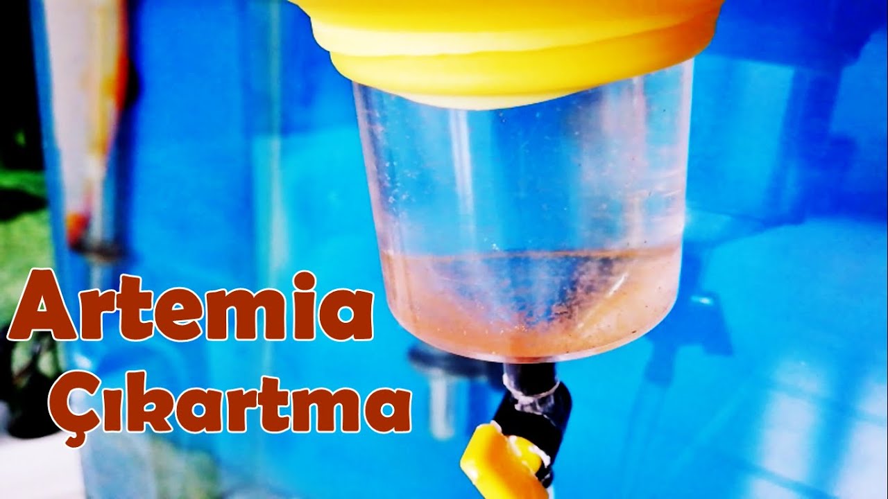 Artemia Çıkarma [Nasıl Yapılır]