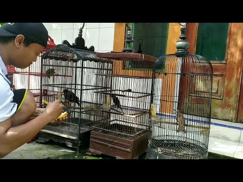 Test nafsu makan 4 jenis burung pemakan buah.. sijeki rakus sekali