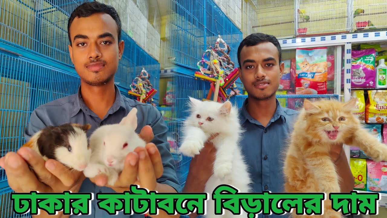 Persian Cat Price in Bangladesh  Katabon Animal Market  Mix Breed Cat Bangladesh  Katabon