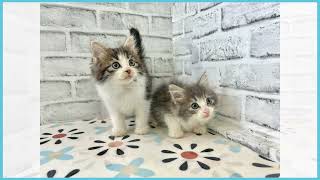 762907 ノルウェージャン・フォレストキャット - YouTube