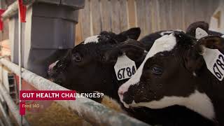 What Is A Transition Period For Calves