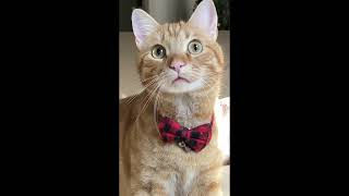 Cute cat wishes you a good day. @mrmilosadventures by Mr. Milo's Adventures 473 views 3 months ago 4 seconds