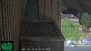 Watch Ealing’s Peregrine Falcons live on our webcam!