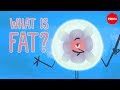 The Science of Fats: Understanding Health Impacts and Molecular Structures