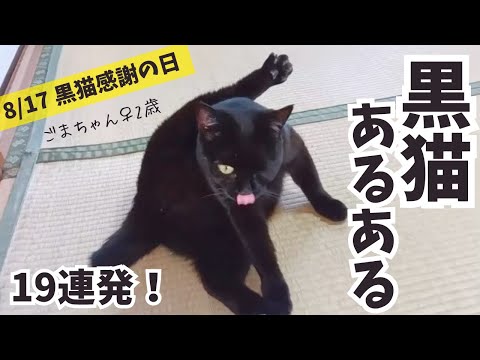 黒猫 2024 Ninja ZX-4R SE モーターサイクル |株式会社カワサキ