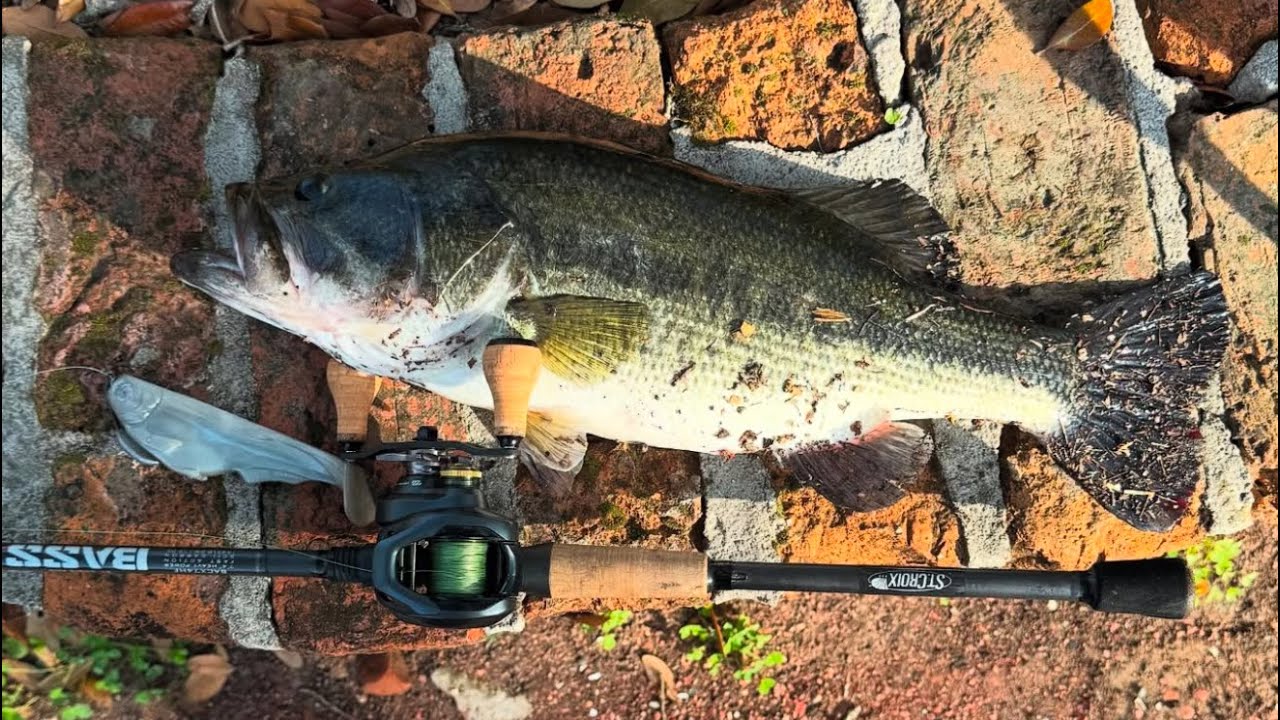 Hard summer days BASS fishing!