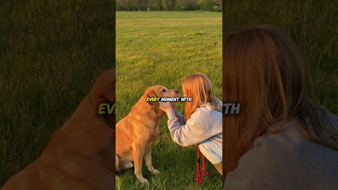 The Gentle Teacher 🐶💖 Life Lessons from Dogs