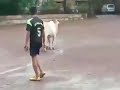 Une vache qui joue au football du jamais vu