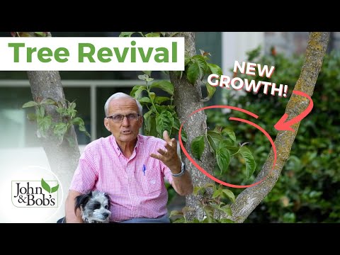 Video: Treating Dogwood Leaf Diseases - Help For A Dogwood Tree Tapping Leaves