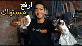 اساسيات تربية الحمام 😯 ارفع مستوى حمامك