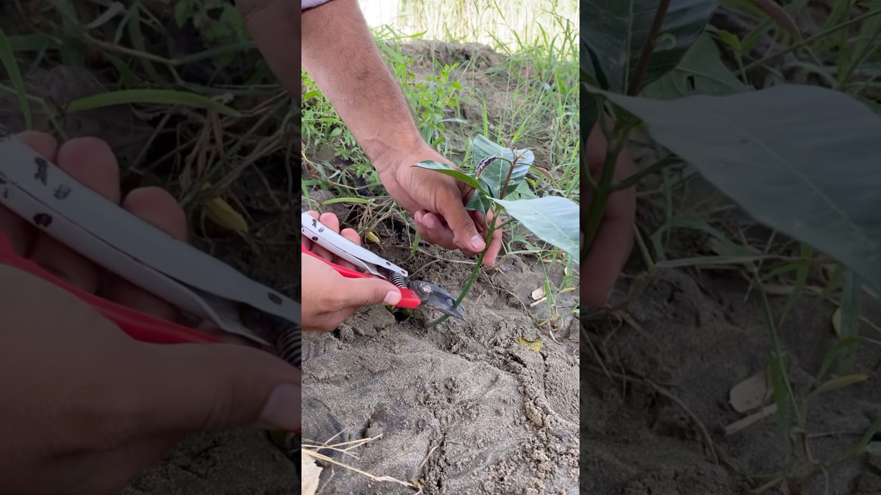 Grafting small mango plant