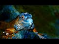 Animals life reptiles chameleons | birds chirping | wildlife film nature music relaxing