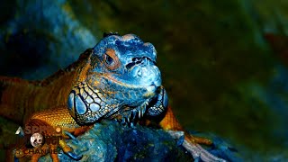 Animals life reptiles chameleons | birds chirping | wildlife film nature music relaxing