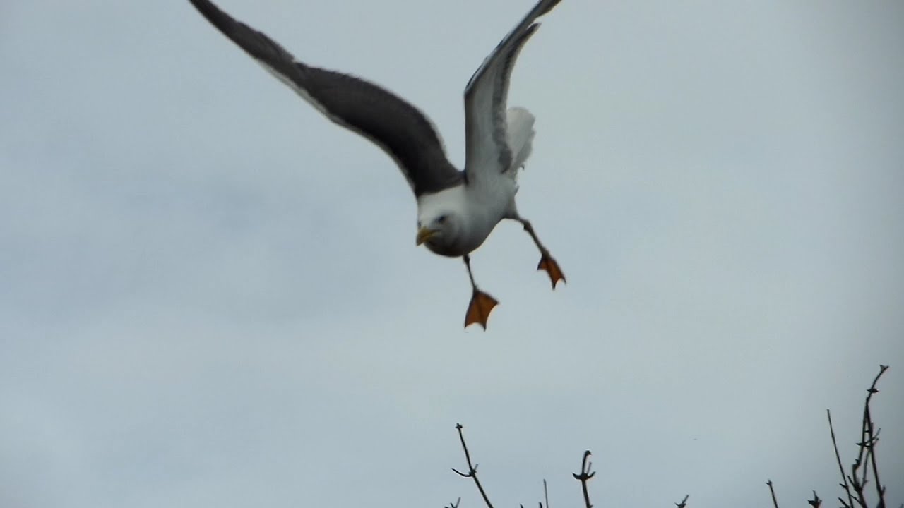 When Seagulls ATTACK YouTube