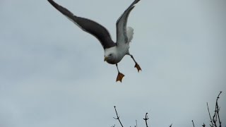When Seagulls ATTACK