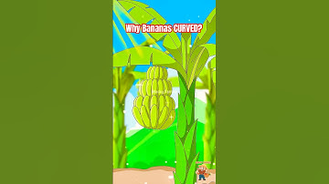 Why Are Bananas CURVED?🍌 #banana #animation