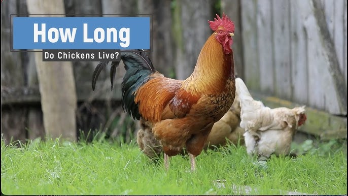How Long Can a Rooster Live?