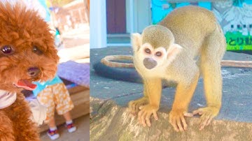 犬も入れる動物園で、産まれて初めて猿と会うこいぬ。