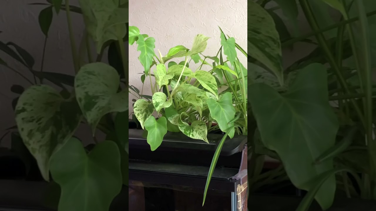 水耕栽培 水槽で観葉植物 ハイドロカルチャー Shorts Youtube