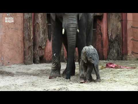 Afrikaans olifantenkalfje gezond ter wereld gekomen in Beekse Bergen