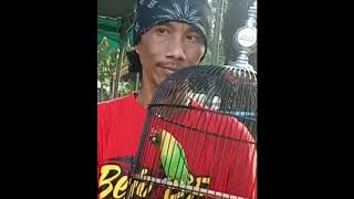 Kumpulan video lovebird konslet