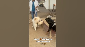 Angry ChowChow & Rottweiler😡 #dog #rottweiler #shorts #shortvideo #chowchow #cutedog #pets #attack
