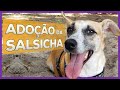 Adoção da Salsicha | Encontro dos HotDogs