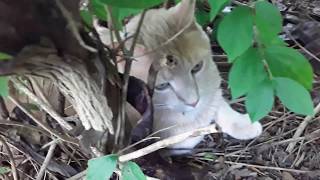 My Cat Koko Hangs Out in the Bush