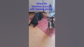 Thumbnail of Why having a dog? @ MotleyHoundMansion - Originalsound Cavendish Music - Funny Song