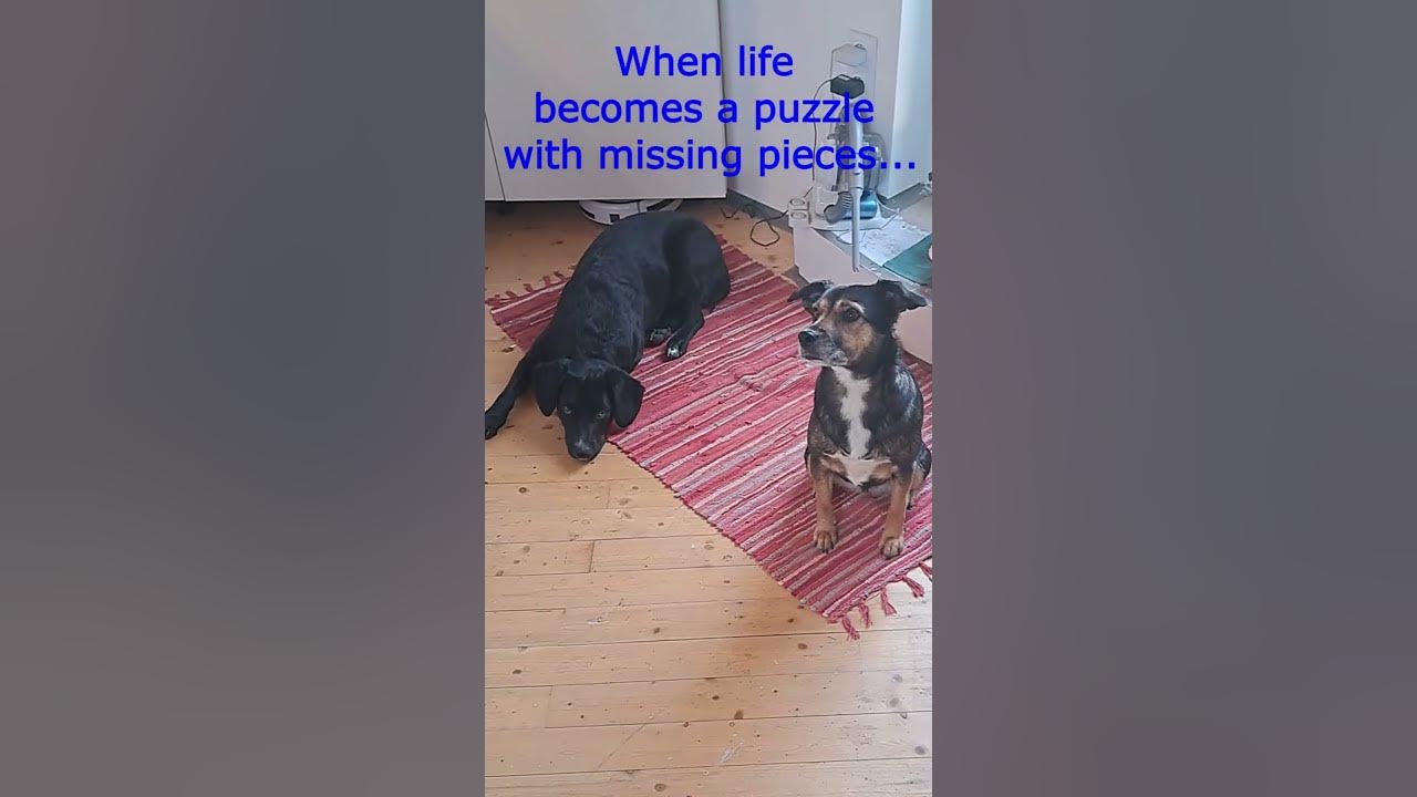 Why having a dog? @ MotleyHoundMansion - Originalsound Cavendish Music - Funny Song Why having a dog? @ MotleyHoundMansion - Originalsound Cavendish Music - Funny Song