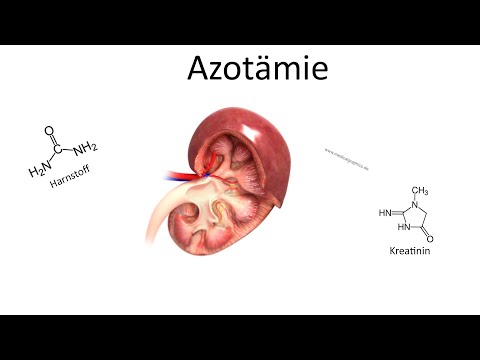 Azotämie -  Pathophysiologie, Ursachen, Symptome & Übungen