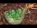 Amazing red centipede laying eggs and hunting worm for food