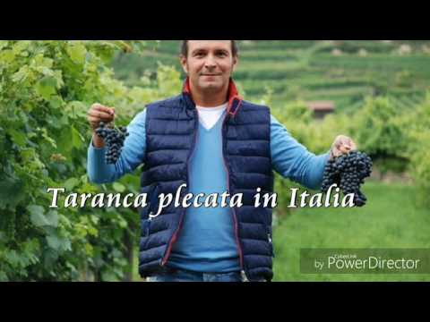 Daniel Buzdugan - Farsă - Țărancă plecată în Italia