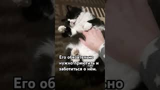 Черно-белые кошки: секрет удачи и здоровья в вашем доме!